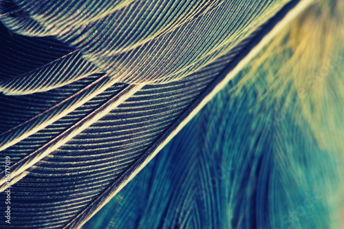plumage background