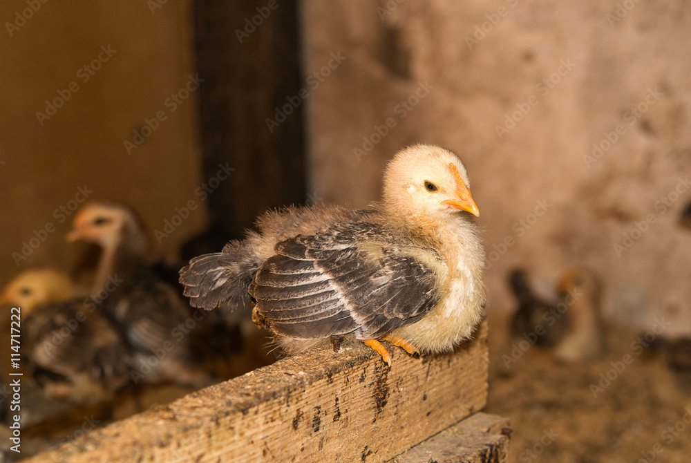Obraz premium Chick sitting on a perch in the coop