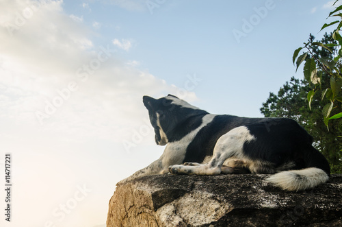 Dog looking at epic view from top mountain photo