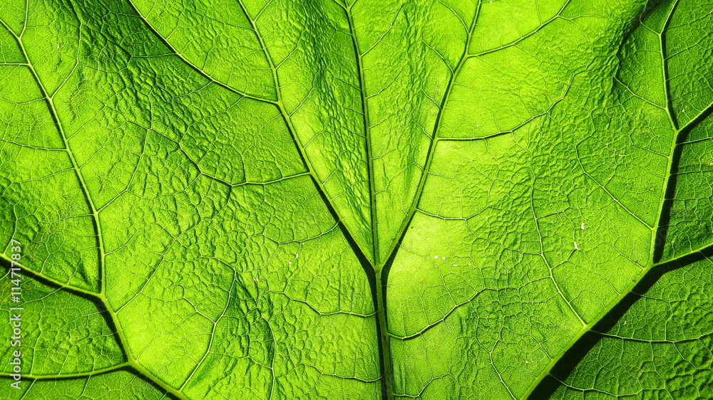 Obraz premium Grünes Blatt vor der Sonne