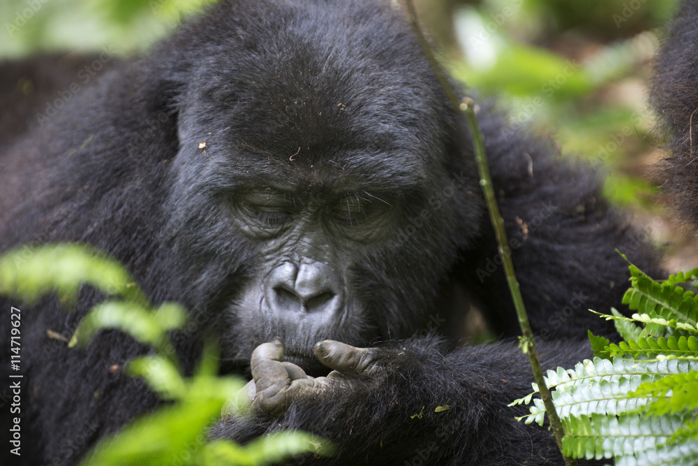 Portrait of wild free roaming mountain gorilla Portrait of wild free roaming mountain gorilla