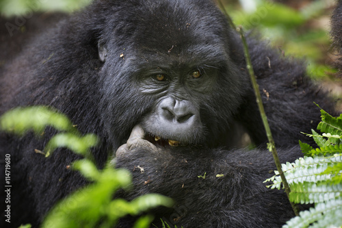 Portrait of wild free roaming mountain gorilla © Pedro Bigeriego