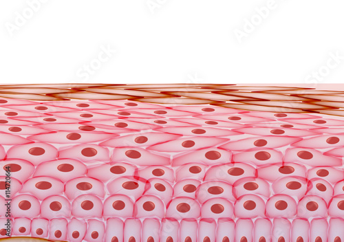 Skin Cells, Layers on White Background - Vector Illustration photo