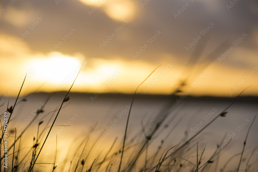 Nature landscape with plants on summer sunset