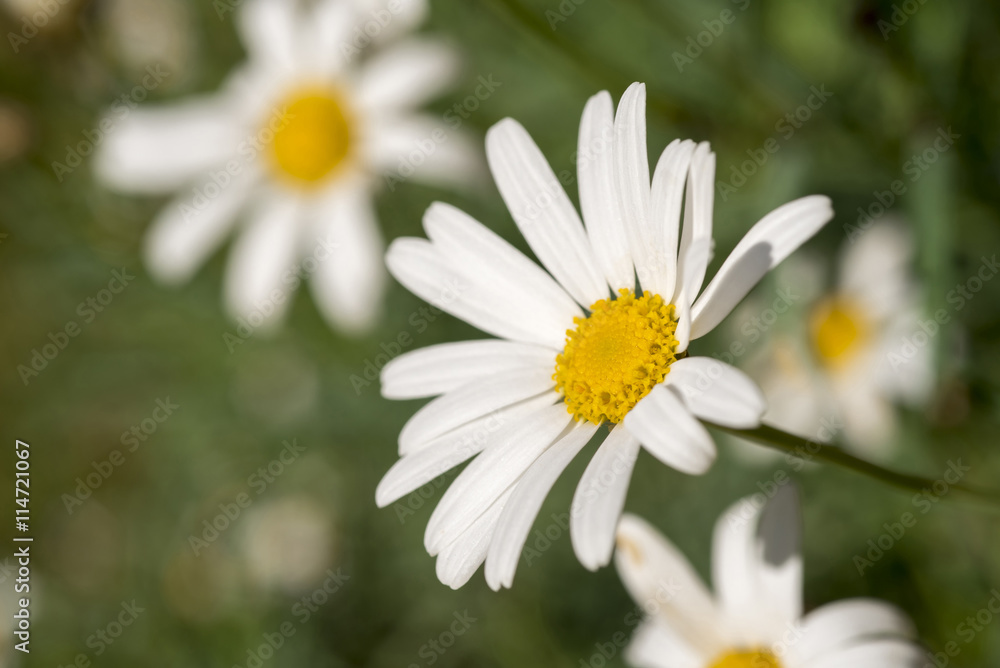 Wild daisy flower field on summer season Wild daisy flower field on summer season