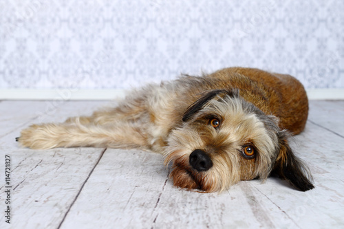Fototapeta Naklejka Na Ścianę i Meble -  Portrait von einem Schnauzer-Mix, der auf der Seite liegend seinen Kopf auf einem weißen Holzboden abgelegt hat mit direktem Blick zum Betrachter.