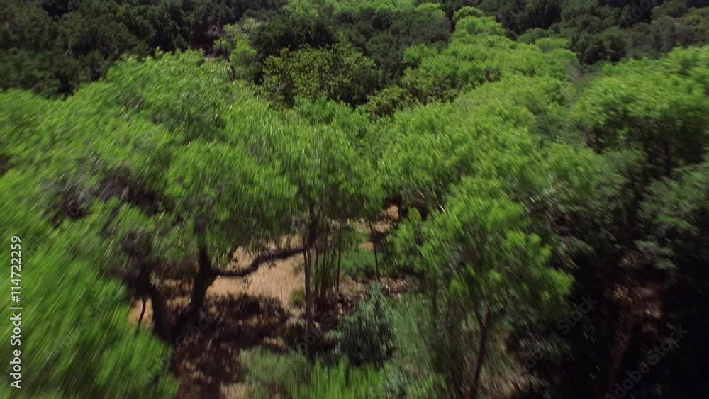 Fast flight skimming trees and brushy hillside Fast flight skimming trees and brushy hillside