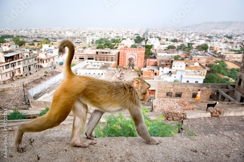 Photography Monkey on a background of the Jaipur, Galta Temple in India.