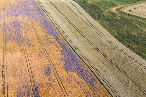 aerial view of the harvest fields morning landscape