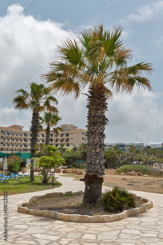 Mediterranean summer resort with palms