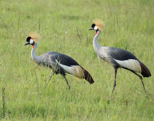 Grey crowned cranes