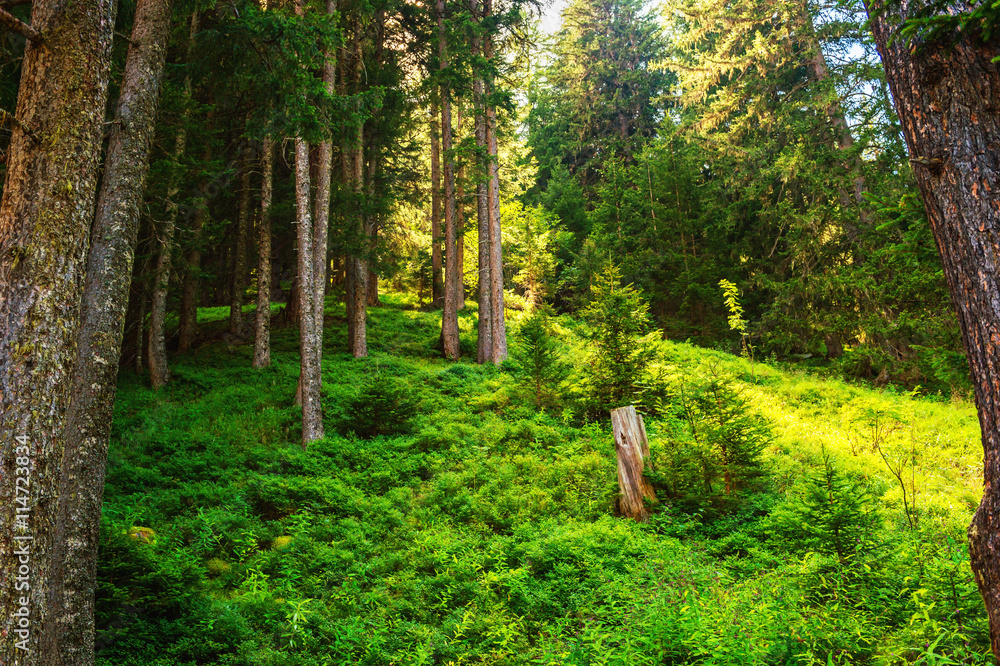 Green forest in swiss Alps, image taken in Champex-Lac, Valais, Switzerland Green forest in swiss Alps, image taken in Champex-Lac, Valais, Switzerland