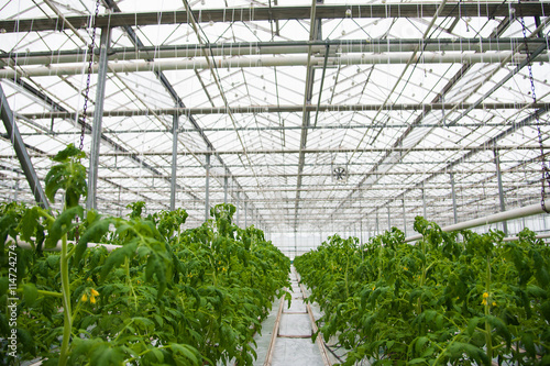 Tomatoes ripening in greenhouse