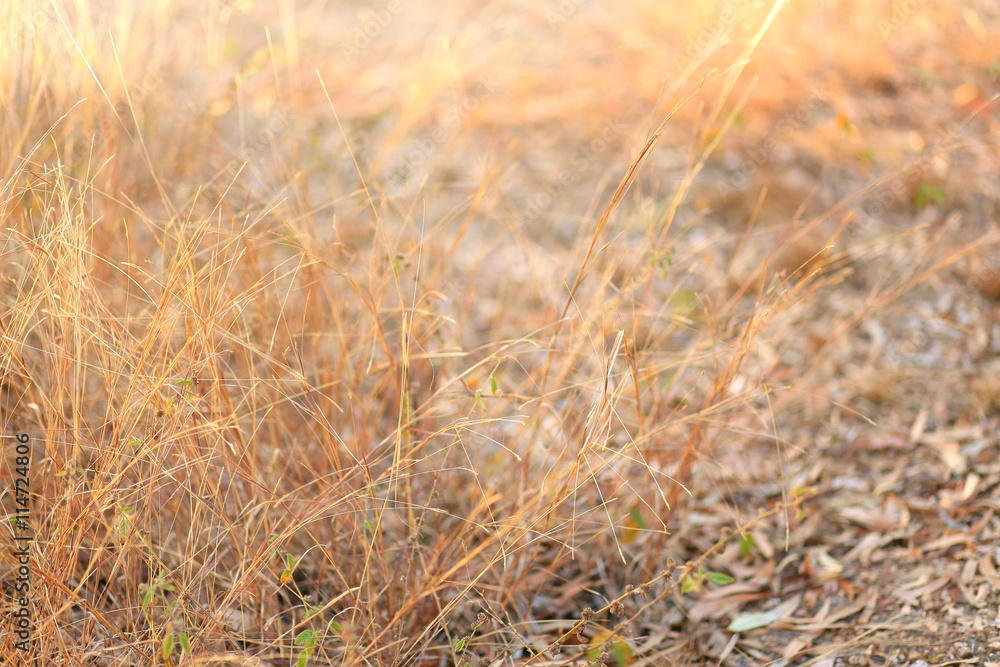 Hay field, dry grass for background, brown natural background Hay field, dry grass for background, brown natural background