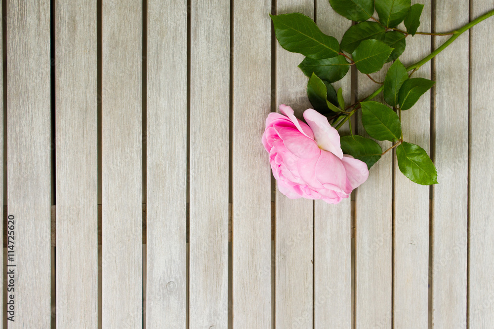 Top view of a pink rose lying on a white wooden table.