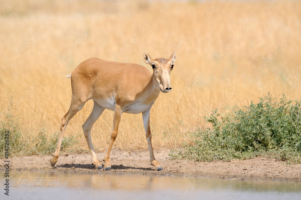 Wild male Saiga antelope near watering in steppe Wild male Saiga antelope near watering in steppe