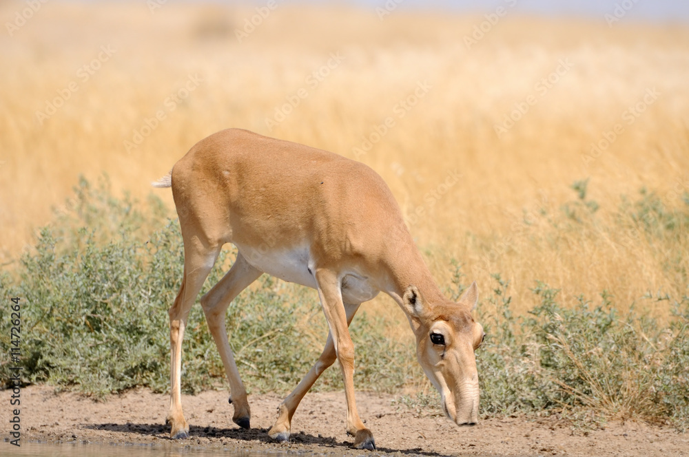 Wild female Saiga antelope near watering in steppe Wild female Saiga antelope near watering in steppe