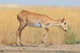 Wild female Saiga antelope near watering in steppe