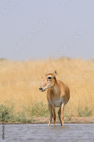 Wild Saiga antelope near watering in steppe