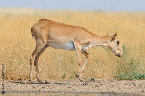 Wild female Saiga antelope near watering in steppe