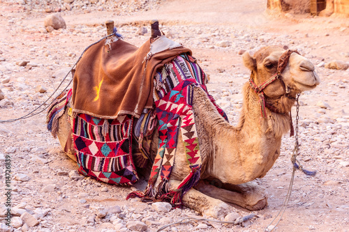 Camel in ancient city of Petra in Jordan