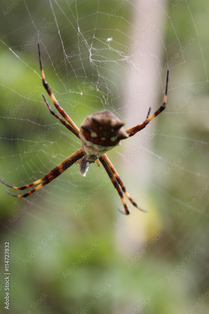 Aranha Aranha