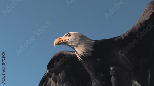 A bald eagle flaps it's wings and soars, in slow motion