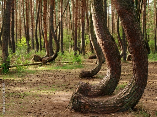 krzywy las pod Gryfinem photo