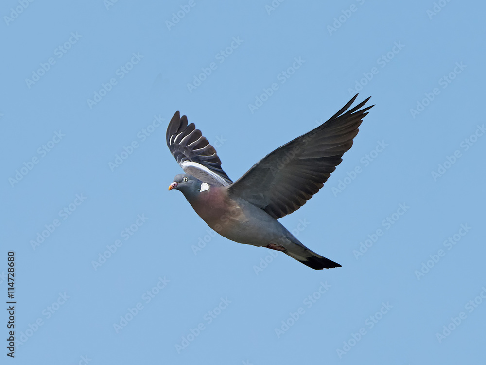 Obraz premium Common Wood Pigeon (Columba palumbus)