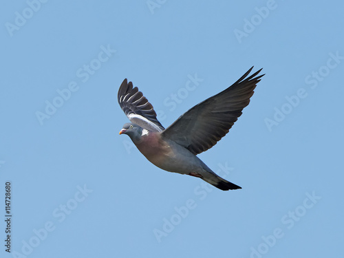 Common Wood Pigeon (Columba palumbus)