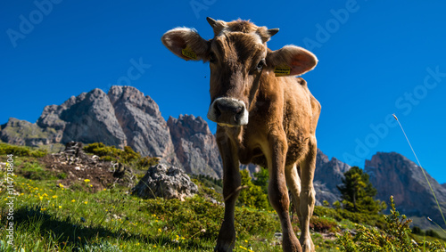 Wallpaper Mural Italian calf Torontodigital.ca