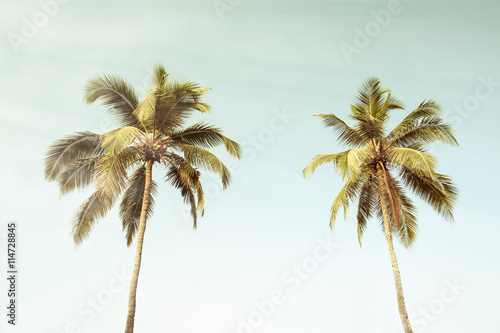coconut palm tree on beach vintage style