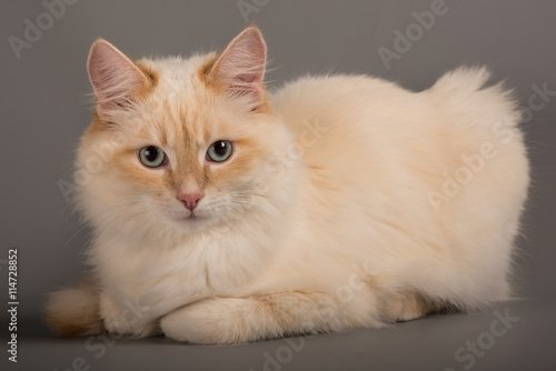 Wallpaper Mural heilige birma Torontodigital.ca