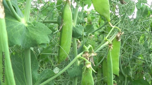 Green peas in the pod on the field with slider