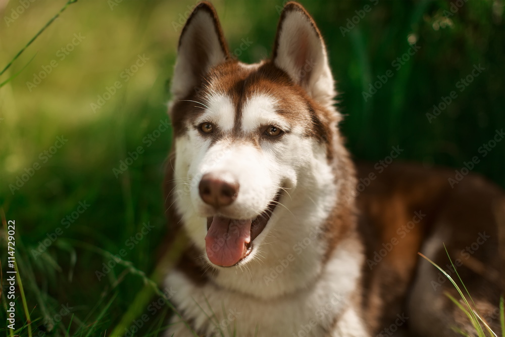 Portrait of heavy breathing Siberian husky dog. Brown fur and eyes. Cute domestic breed, good for family and kids