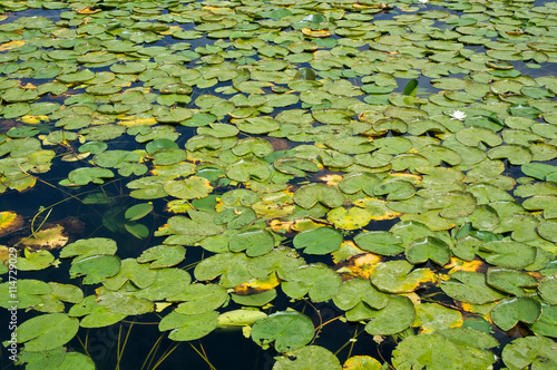Water lilies on lake Skadar In Virpazar, Montenegro