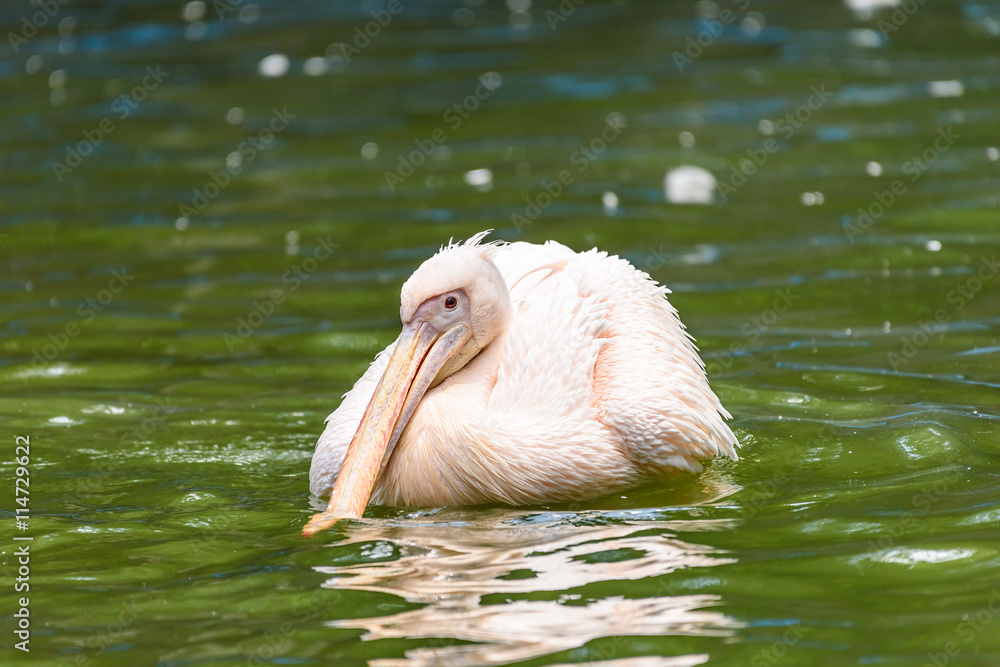 White Pelican Bird In Wilderness Delta Water White Pelican Bird In Wilderness Delta Water