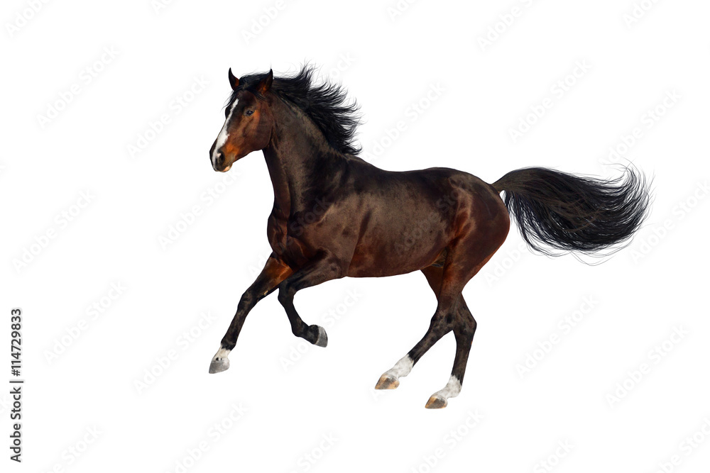 Fototapeta premium Bay stallion run gallop isolated on white background