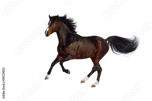 Fototapeta Naklejka Na Ścianę i Meble -  Bay stallion run gallop isolated on white background