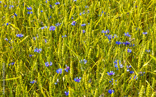 Blossoming cornflowers among field of cultivated rye
