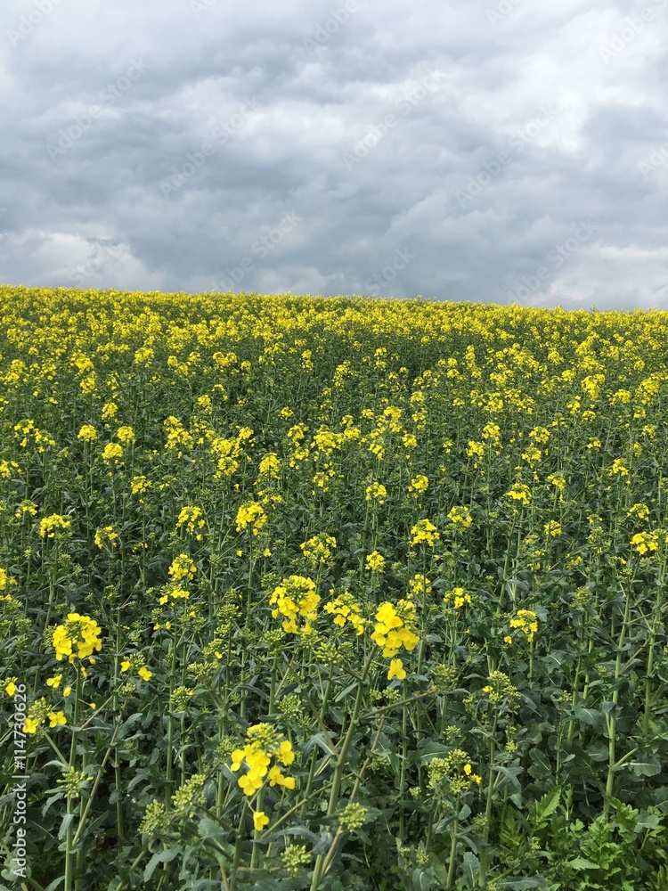 Fototapeta premium Dunkle Wolken übers Rapsfeld, Raps