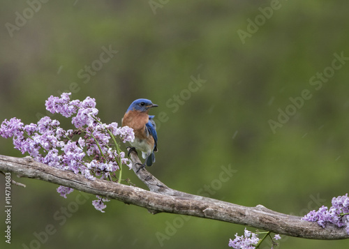 Male Bluebird Perched in Lilacs