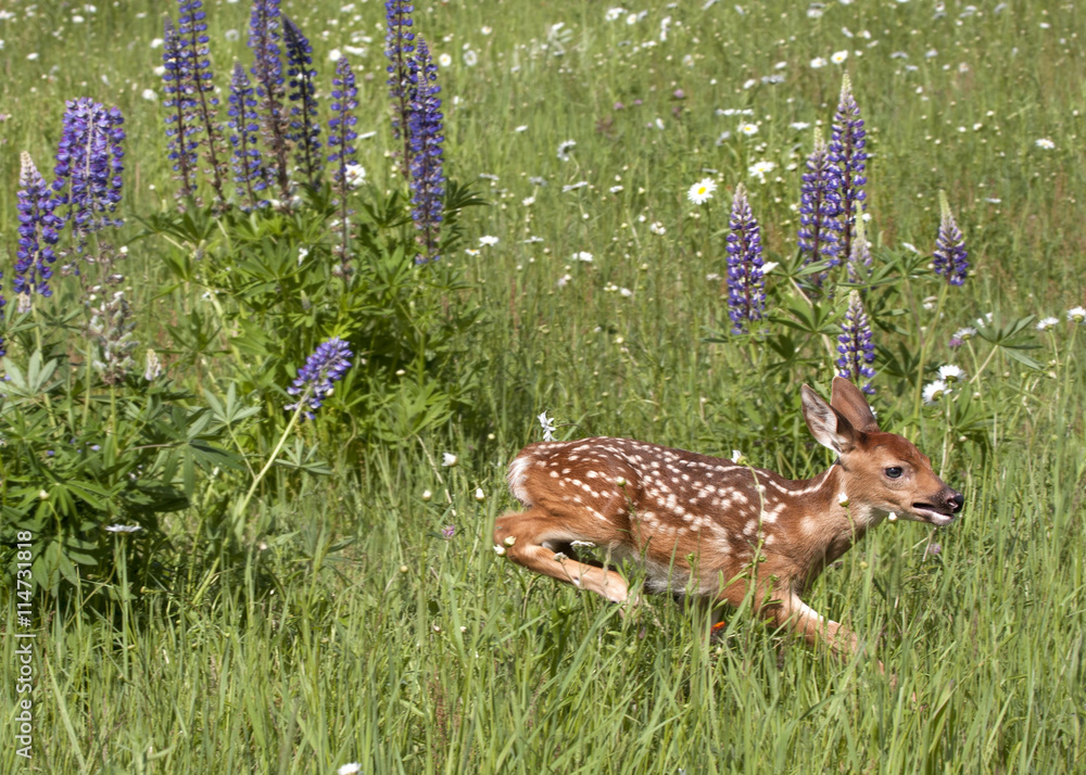 Fototapeta premium White tailed Fawn Running in Wildflowers