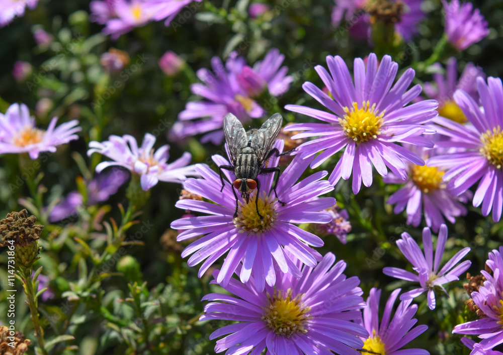 Fly drinking nectar on a light purple flowers Fly drinking nectar on a light purple flowers