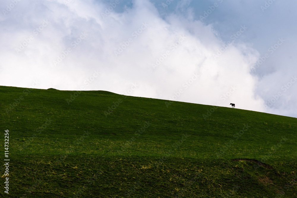 One horse on the hill against the sky One horse on the hill against the sky