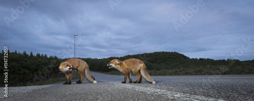 Fox cubs leaving the scene
