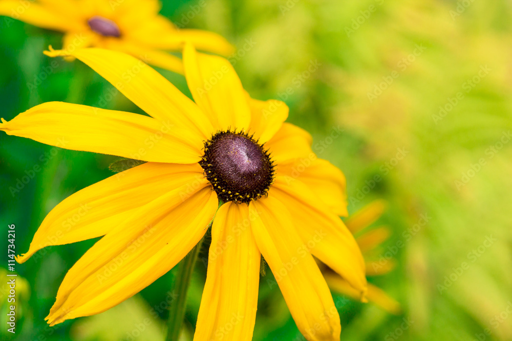 Bright yellow rudbeckia or Black Eyed Susan flowers in the garden
Bright yellow rudbeckia or Black Eyed Susan flowers in the garden