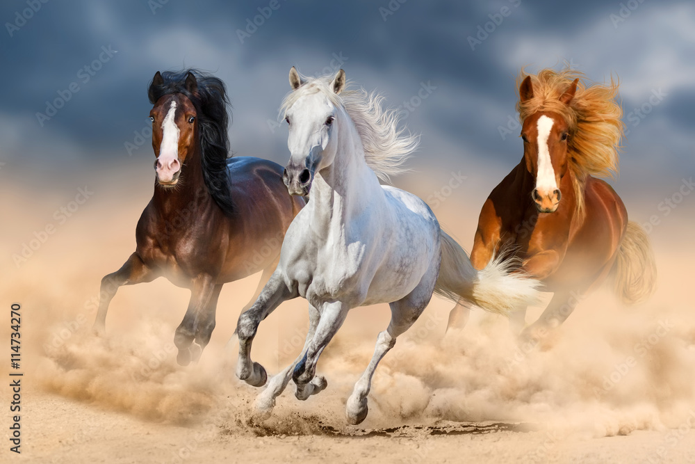 Naklejka premium Trzy konie z długim grzywą biegną galopem na pustyni