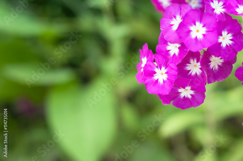 purple flowers on a green background

