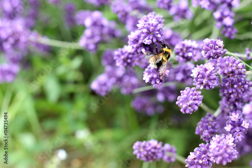 lavender in the garden, bumblebee pollinates flowers